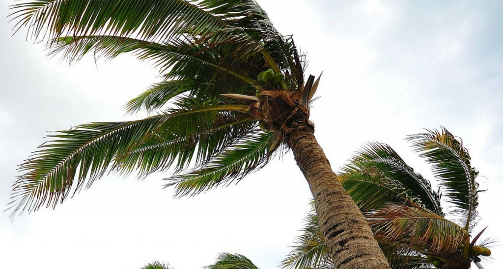 Palm trees buffeted by hurricane winds
